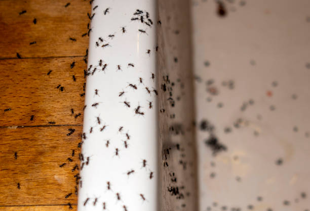 Best Commercial Pest Control Services  in Mendota, CA