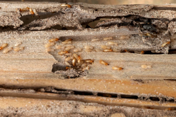 Best Rodent Control Near Me  in Mendota, CA